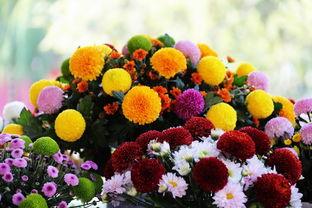 氧化菊最新爆料视频