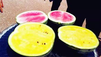 大学最新吃瓜爆料,最新大学吃瓜爆料大揭秘