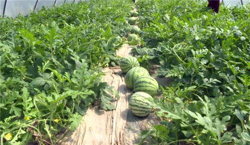 夏邑吃瓜最新事件爆料,揭秘背后惊人真相，网络热议持续升温  第3张