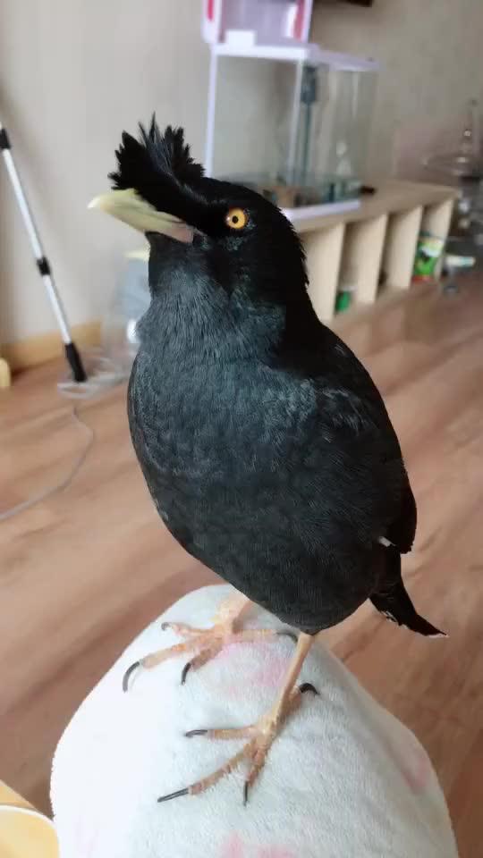 八哥最新爆料视频,揭秘娱乐圈惊人内幕! 第2张 八哥最新爆料视频,揭秘娱乐圈惊人内幕! 第2张