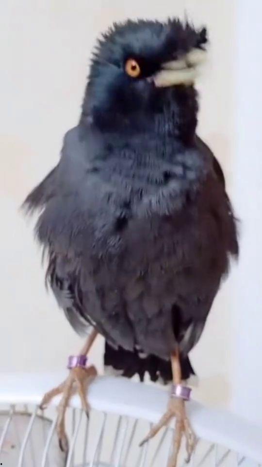 八哥最新爆料视频,揭秘娱乐圈惊人内幕! 第3张 八哥最新爆料视频,揭秘娱乐圈惊人内幕! 第3张