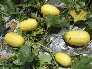 菜瓜最新事件爆料  第2张