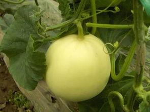 菜瓜最新事件爆料  第3张