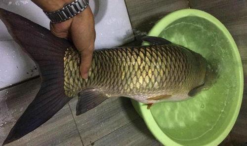 重庆大鲤鱼爆料最新消息,揭秘神秘事件背后真相  第3张